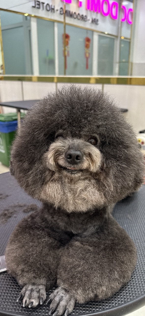 Vì Sao Ngày Càng Nhiều Chủ Nuôi Đầu Tư Cho Dịch Vụ Grooming?